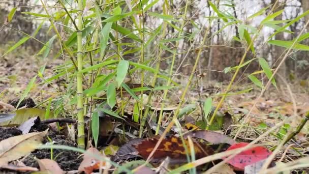 Uma Planta Bambu Dourado Jardim Vento Move Folhas — Vídeo de Stock