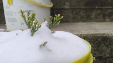 Genç bir Sequoia ağacı, kışın dışarıda karla kaplı.