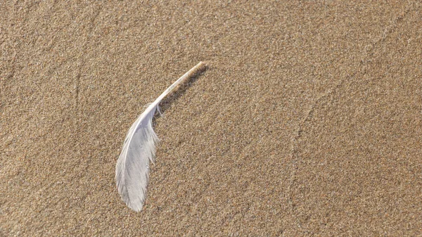 Feather Sand Beach Closeup Photo Royalty Free Stock Images