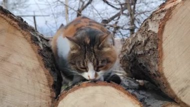 Yemekten sonra tahta kütüklerin üzerinde güzel bir kedi.