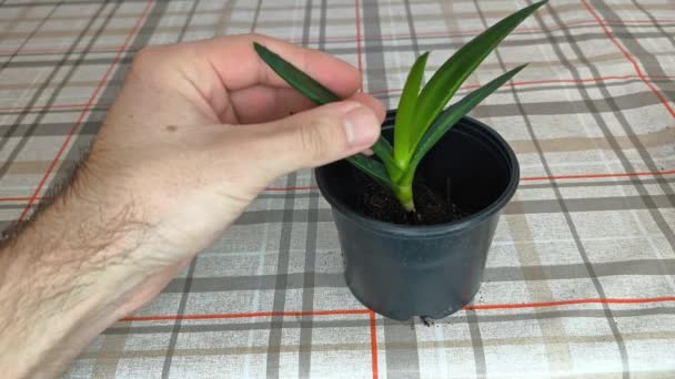 Plantera Aloe Vera Krukan Och Tillsätt Krukjord — Stockvideo