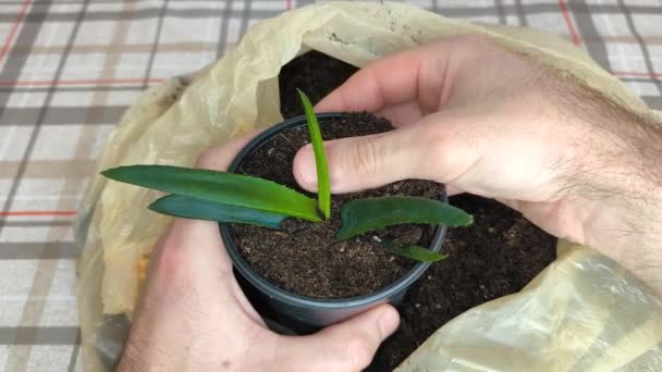 Ein Gärtner Pflanzt Eine Baby Aloe Vera Pflanze Den Topf — Stockvideo