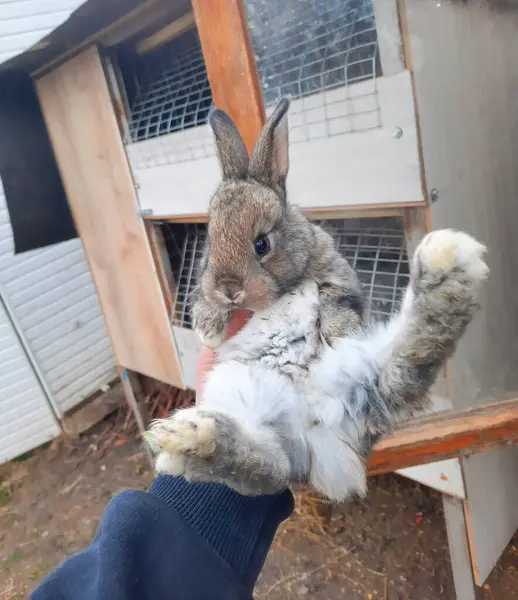 Rabbit in the hands of a man. Rabbit on the farm.