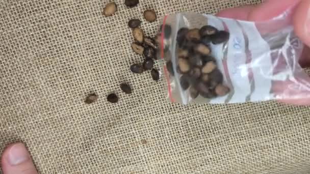 Hands Gardener Removes Pinus Siberica Seeds Bag — Stock Video