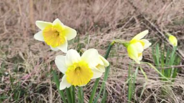 Vahşi doğada, bir kaç soluk sarı nergis, arka planda kahverengi saman sazlı bitkilerle boş bir çayırda tam gaz çiçek açar.