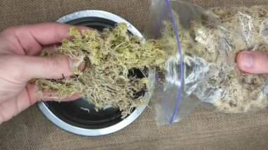 Kurumuş yosun sphagnum boş bir metal su kabının dibine yerleştiriliyor.