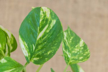 Pothos bitkisinin yeşil yaprakları. Pothos, Pothos familyasından bir bitki cinsidir..