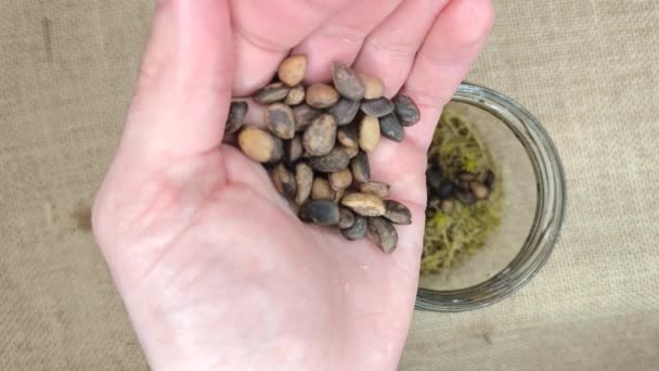 Prozess Der Saatgutschichtung Sibirische Zedernsamen Einmachglas Mit Moos Pflanzen — Stockvideo
