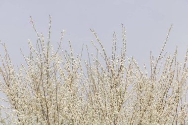 Beyaz erik ağacı, açık gri bir gökyüzünün arka planında, sık ve parlak çiçeklerle kaplı dallarla çiçek açar..