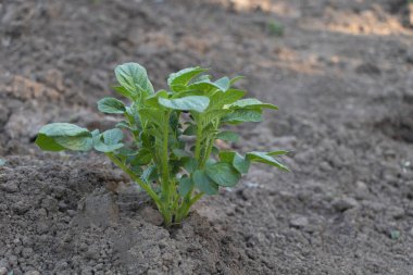 Toprakta filizlenen küçük bir patates, büyümeye hazır ve hasat için bol miktarda patates üretiyor..
