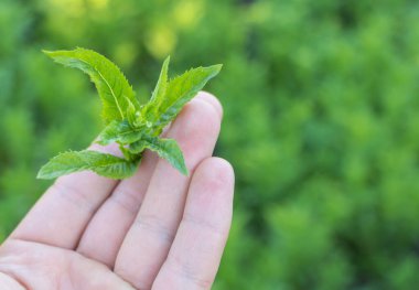 Küçük yeşil bir nane yaprağını tutan, bitkiye odaklanan ve bahçedeki ya da çiftlik alanındaki bulanık bir arka planla ayrılan bir elin yakın çekimi..