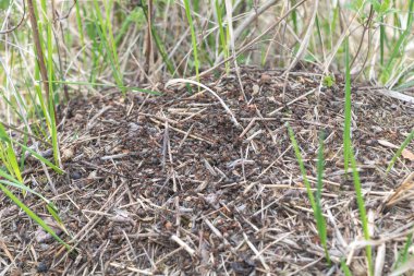 Üzerinde siyah karıncalar olan büyük bir karınca tepesi, açık bir çimen ve kahverengi dallardan oluşan bir alanda..