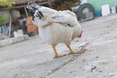 Beyaz bir tavuk köyünde cadde boyunca yürüyor, yiyecek arıyor ve yolda bir şeyler yiyor, bacaklarına yakın..