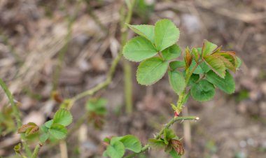 İlkbaharın başlarında bir gül bitkisinin üzerindeki genç yaprak ve tomurcuklara yakın çekim..