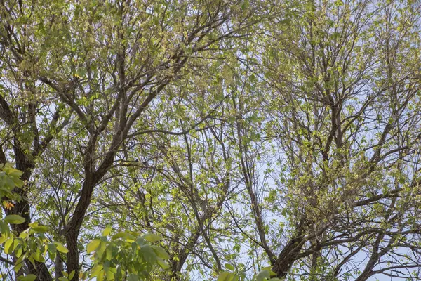 Baharda açık mavi gökyüzüne karşı yaprakları olan birkaç yeşil ağacın üst görüntüsü. Dallar ve gövdeler büyüdükçe biraz yeni ya da genç görünüyorlar.,