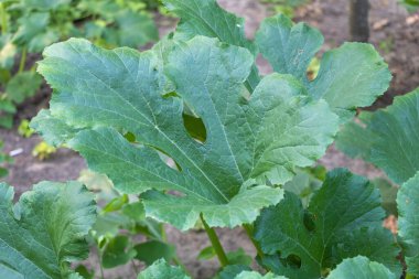 Ticari bir sebze bahçesindeki büyük kabak yapraklarını kapatın..