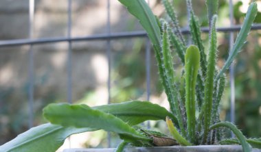 Arka bahçesinde büyüyen uzun, dikenli yaprakları ve küçük tomurcukları olan bir orkide kaktüsünün yakın çekimi..