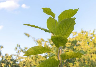 Mavi gökyüzüne karşı Magnolia ağacının yeşil yapraklarından oluşan yakın plan..