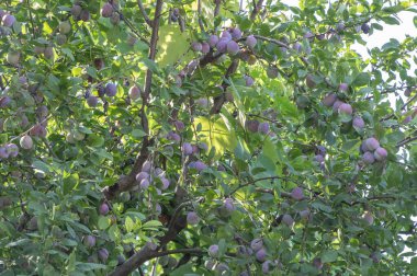 Ağaç dallarda sarkan erikler, yeşil yapraklar ve mor meyvelerle dolu..