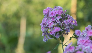 Bahçedeki phLOX çiçeklerinin yakın plan fotoğrafı, bulanık arka plan, pembe ve mor çiçekler.