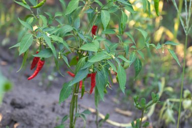 Kırmızı biberler organik bir bahçede yetişir, yeşil yapraklar ve üzerinde canlı kırmızı kırmızı biberler vardır..
