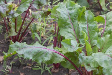 Pancar bitkilerinin bahçede yetişen yeşil yaprakları ve kırmızı sapları vardı..
