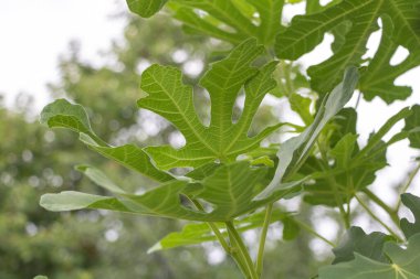 İncir ağacı yapraklarının yakın çekimi, doğanın ve gökyüzünün bulanık arkaplanı. Yeşil organik doğal yakın plan fotoğraf..