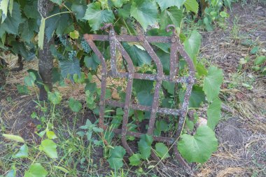 Üzerinde üzüm yaprakları büyüyen eski bir üzüm bağının ortasında duran paslı bir metal kafes..