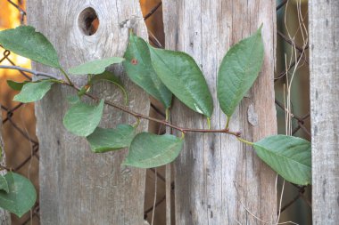 Tahta çitlerin üzerinde yeşil yapraklı bir tırmanma bitkisi..