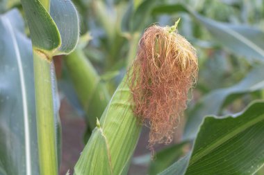 Üstteki mısır ipeğinin yakın çekimi kahverengi rengini ve küçük boyutunu gösteriyor. Arkaplan, tarım alanındaki diğer ekinlerden gelen yeşil yapraklarla bulanıklaşmış..