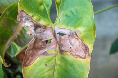 Şarbonlu bitki yaprağına yakın çekim, kahverengi noktalar ve çatlaklar, bir ev bahçesi ortamında solgunluk veya stres belirtileri gösteriyor.
