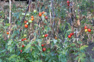 Bahçedeki çalılıklarda yetişen kırmızı ve yeşil domatesler, solmuş bitkiler ve etraflarındaki kuru yapraklar..