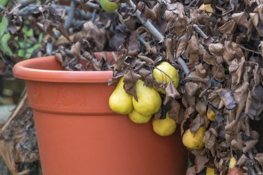 Yan tarafında kahverengi yapraklar ve armutlar olan bir portakal kabını kapat..