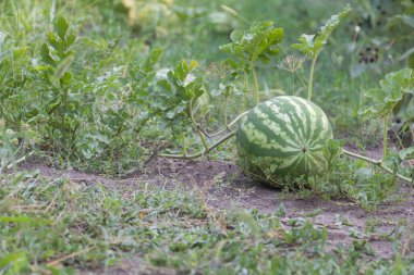 Yeşil bitkiler ve çimlerle çevrili açık bir arazide yerde yatan bir karpuz. Kavun biraz hasarlı ama hala taze görünüyor..