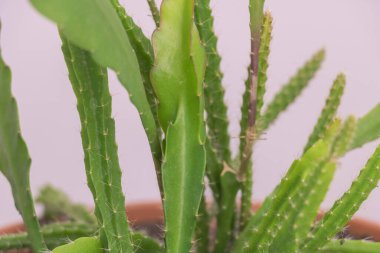 Epiphyllum Kaktüsünü kapayın. Uzun yeşil yapraklar ve beyaz arka planda keskin dikenler..