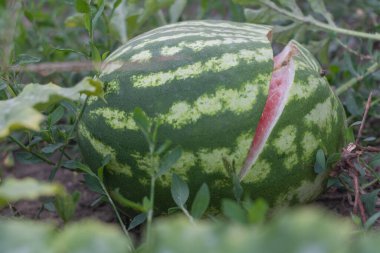 Bahçede bir karpuz, bir yarısı kesilmiş ve yan yatıyordu. Yeşil kabuk....