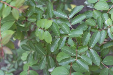 Kokulu lagerstroemia indica ağacının yaprakları, pürüzsüz kenarları ve koyu yeşil tonlarıyla uzun, dar ve oval şekillidir..