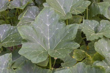 Yaprak kenarlarında beyaz lekeler olan kabak bitkisinin büyük yapraklarının yakın plan çekimi..