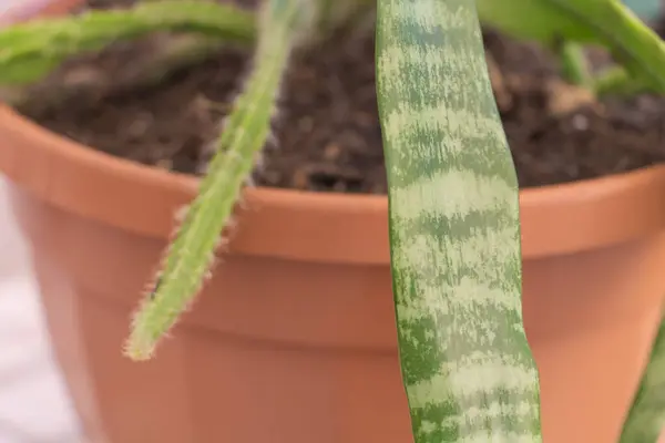 stock image Close-up of a snake plant leaf with pale greenish-brown spots in a terracotta pot.