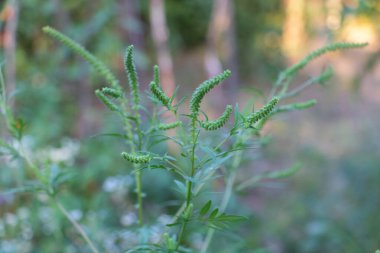 Bulanık bir geçmişi olan, ormandaki bir Wormwood bitkisinin yakın çekimi. Yeşil yapraklar ve tomurcuklar tepede görünür..