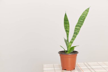 A small snake plant in an orange pot on a table, against a white wall background, clipart