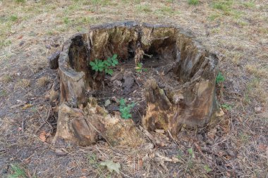 Yaşlı bir ağaç gövdesinin alt kısmı yukarıda, bazı küçük bitkiler de oyuk merkezde yetişiyor..