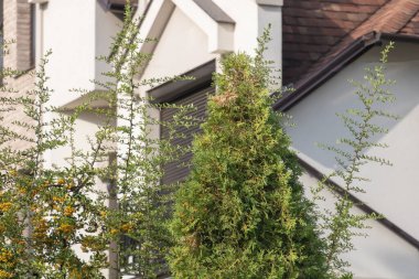 Bir evin önündeki uzun thuja ağaçları, bir yaz günü sokaktan yakın çekim. Ev modern beyaz mimariye sahiptir..