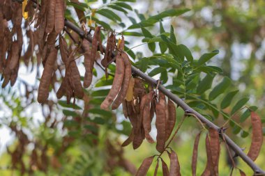 Birçok asma akasya tohumu bir akasya dalına asılır. Farklı gölgelerin ve şekillerin yaprakları arka planı oluşturur..