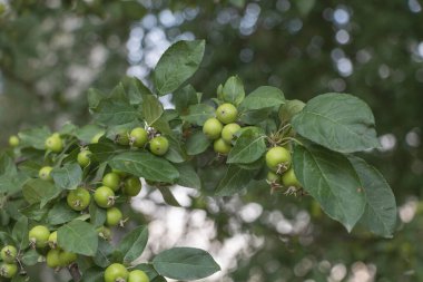 Bahçedeki bir elma ağacının dallarında küçük yeşil elmalar.