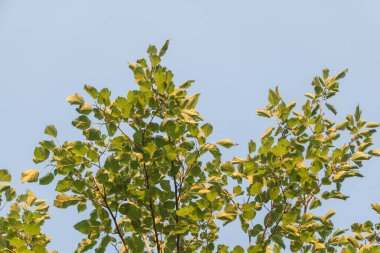 Güzel yeşil ağaç dalları ve mavi gökyüzü arka planında yapraklar.