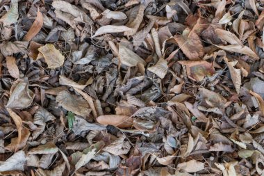 Yerleri kaplayan kurumuş yapraklar, orman zemininde kurumuş yaprak dokusu, detaylı doğal arka plan..