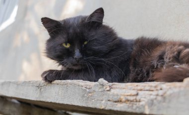 Sarı gözlü siyah bir kedi eski bir ahşap bankın kenarında yatıyor..