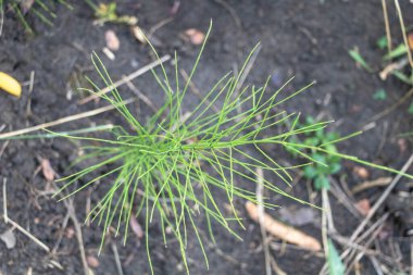 A Equisetum arvense plant grows in the field, seen from above. clipart