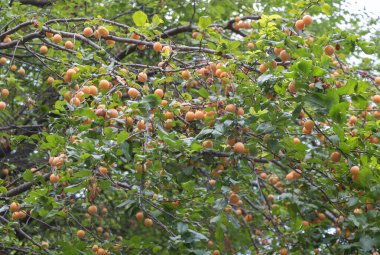 Yeşil yapraklarla kaplı sarı ve turuncu eriklerle dolu bir ağaç, dallarda asılı..